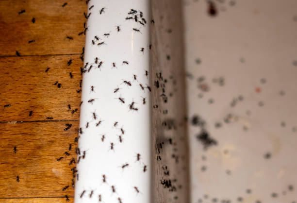 Pest Control for Restaurants in Carey, OH