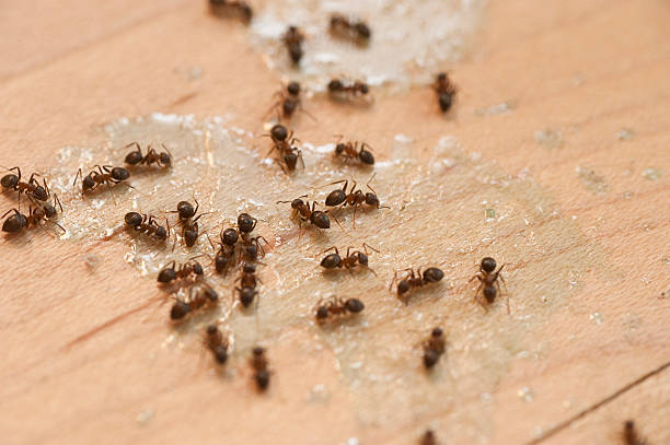Best Mosquito Control Services  in Carey, OH