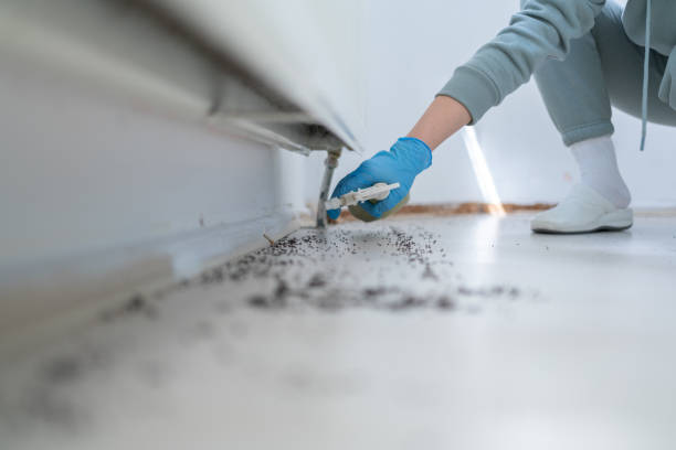 Best Termite Control Services  in Carey, OH